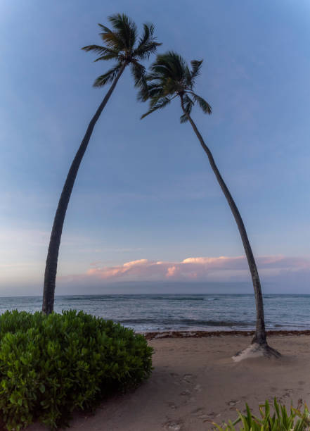 crossed palm trees 1 stock photo