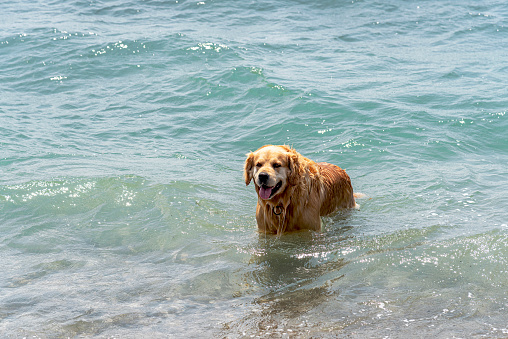 Cute male Golden Retriever dog swimming in the sea on the shore.