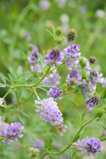 istock Wildflowers botanical garden 1403691377