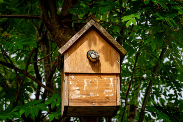Bluetit bird, cyanistes caeruleus, about to fly from a nest box
