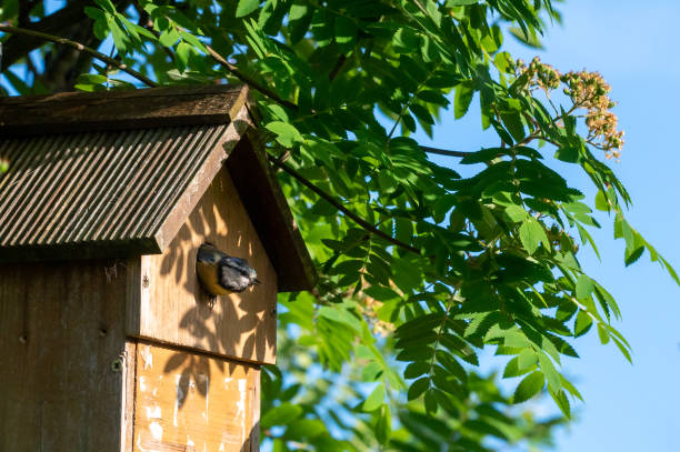 istock Blue tit bird, cyanistes caeruleus, about to fly from a nest box 1403691532