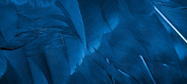 istock blue hawk feathers with visible detail. background or texture 1403693738