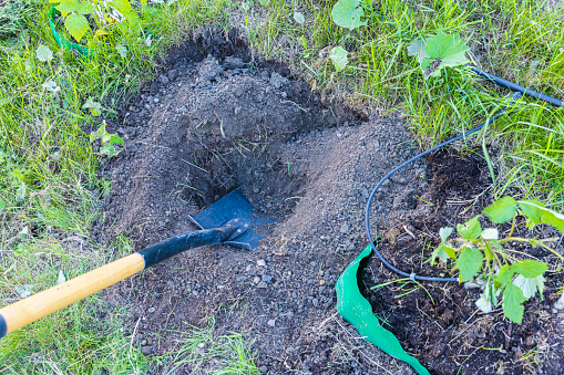 Close up view of digging ground with shovel for planting raspberry bush in garden. Sweden.