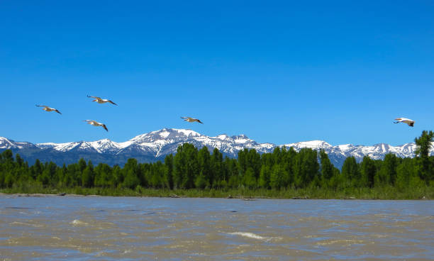 In Flight pelicans flying over the snake river with Teton Range in background snake river valley grand teton national park stock pictures, royalty-free photos & images