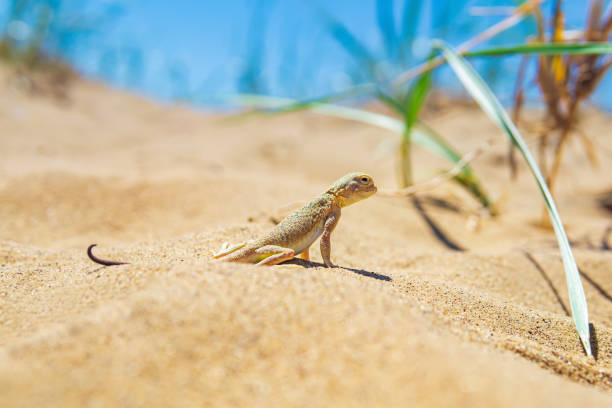 istock lizard toad-headed agama among the dry grass in the dunes 1403695002