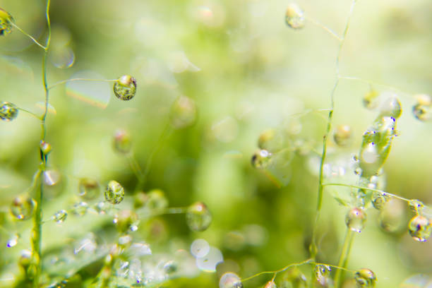 Soft bright smooth water drops on stems with sun glare, blinks, reflections inside in sunbeam on blur green background, macro, texture. Summer fresh wet green plants after rain in sunlight.