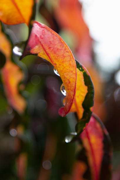 feuilles tropicales fraîches multicolores avec des gouttes d’eau avec réflexion après la pluie, gros plan, texture, verticale. fraîcheur estivale des plantes exotiques. - tropical rain forest flash photos et images de collection