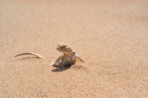 istock desert lizard toadhead agama half burrowing in the sand, close-up 1403695083