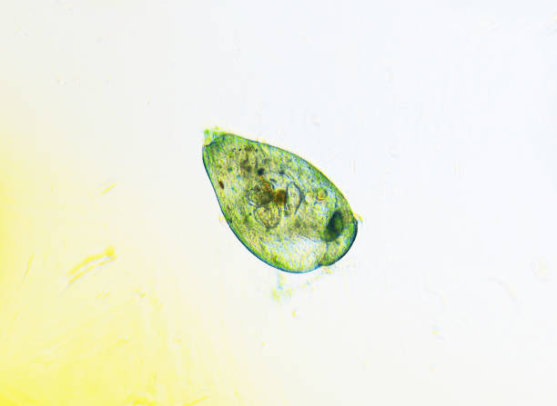 ciliates stentor znaleziono w stawie słodkowodnym pod mikroskopem świetlnym - ciliata zdjęcia i obrazy z banku zdjęć