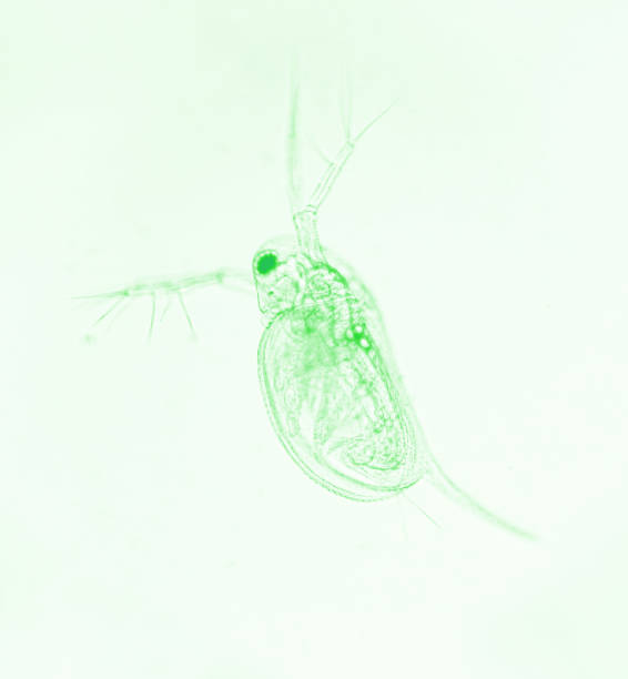 istock Zooplankton Water Flea Daphnia, microscopic image of crustacea, green effect 1403695983