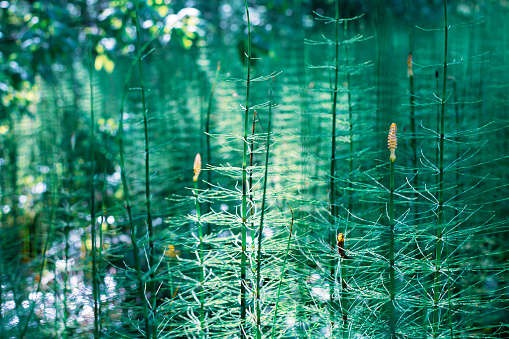 horsetail grows in a swamp, ancient primitive plant