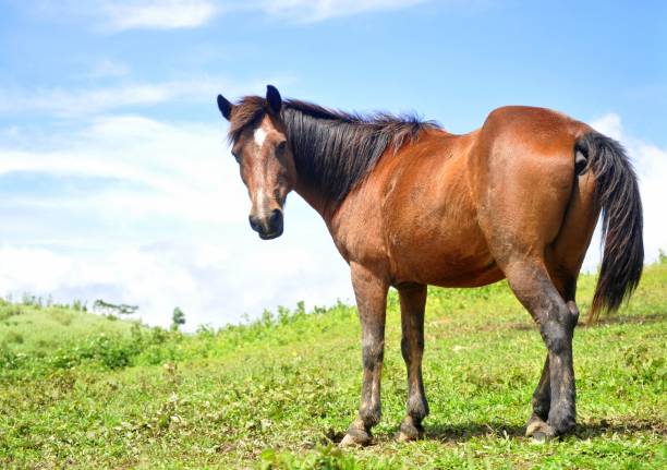 istock Horse In A Cloudy Mountain 1403697398