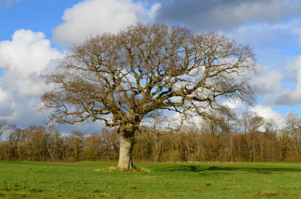 istock Old Tree In Early Springtime Waiting for Leaves to Emerge 1403699121