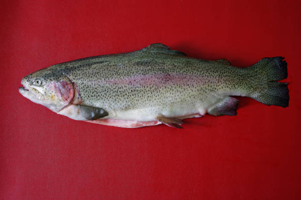 istock Freshly caught uncooked trout on a red background. Free space for an inscription. Daylight 1403699365