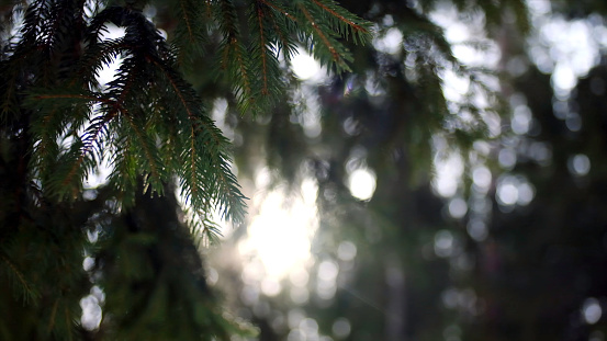 The fir-tree branches sparkling on the sun. Stock footage. Fir-tree branches in the sun. Siberian nature.