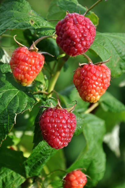 istock Fruits of raspberry on a bush branch 1403700428