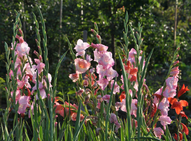 istock Blossom of colorful gladioluses 1403700431