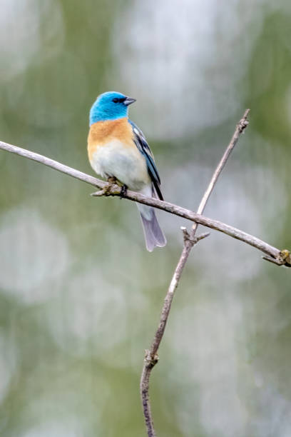 istock Lazili Bunting perched on a twig 1403700598