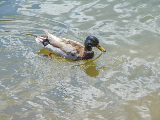 istock duck on the water in a sunny day - Maramures, Romania 1403701192