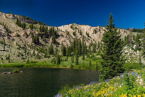 During the summer the valleys in the Wasatch Mountains of Utah are adorned with a large variety of wildflowers. They also surround the mountain lakes in the moist soil.