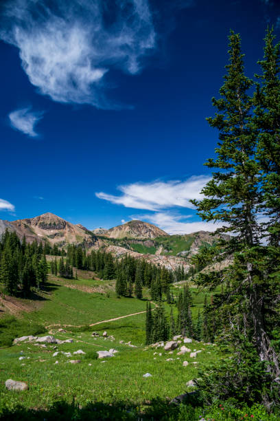 istock Valley of Wildflowers In Utah 1403701419