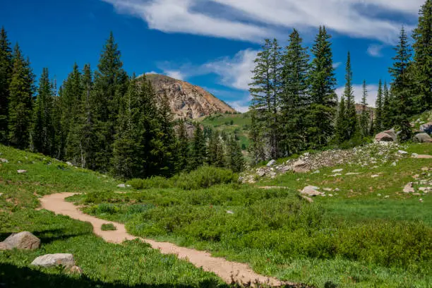 A dirt footpath leads through a lush meadow into a pine forest in the Wasatch Mountains of Utah.