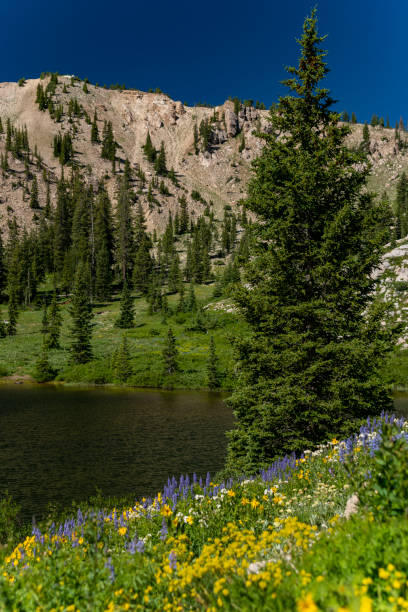 istock Mountain Lake and Wildflowers In Utah 1403701426