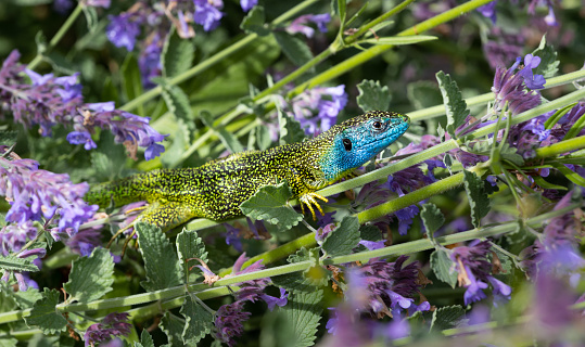 Close-up of a male green lizard (Lacerta bilineata or Lacerta vivipara, Smaragdeidechse) sitting on purple catnip flowers. Blurred background.