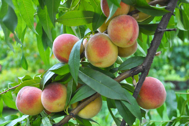 istock On the tree branch ripe peach fruits 1403702450