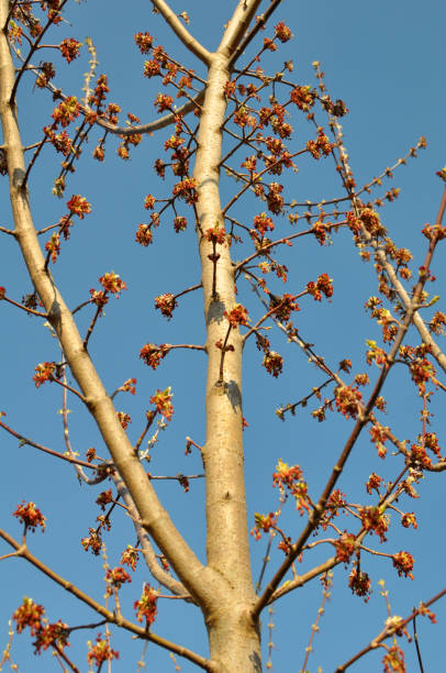 istock In nature, the maple (Acer negundo) blooms 1403702462