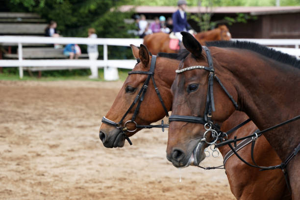istock Two heads of brown horses walk side by side 1403703229