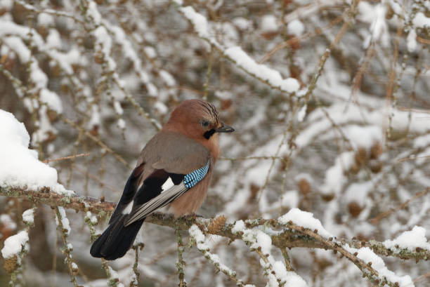 istock Eurasian jay on a snowy larch tree. 1403703279