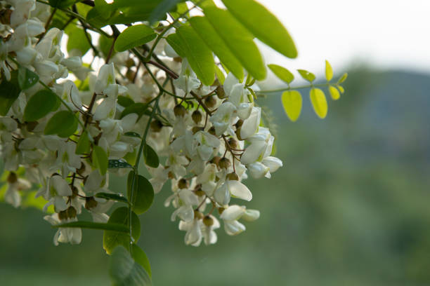 Yellow flowers of acacia saligna Golden Wreath Wattle tree