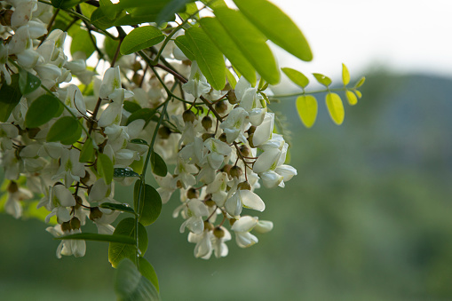 branch of blooming White acacia on a blurred background