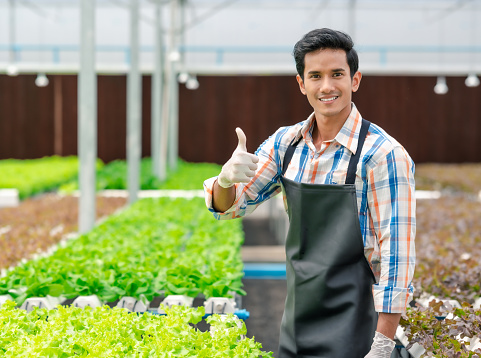 Happy Asian man holding fresh lettuce showing thumbs up in greenhouse hydroponic farm
