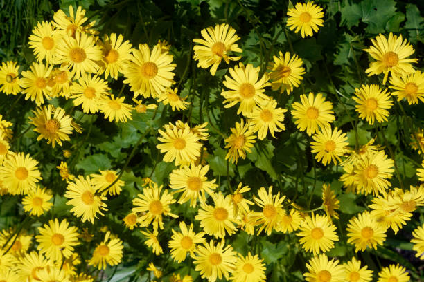 istock Yellow flowerbed: flowers of yellow daisy. 1403703345
