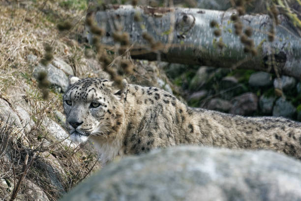 istock The snow leopard (Panthera uncia), also known as the ounce 1403703346