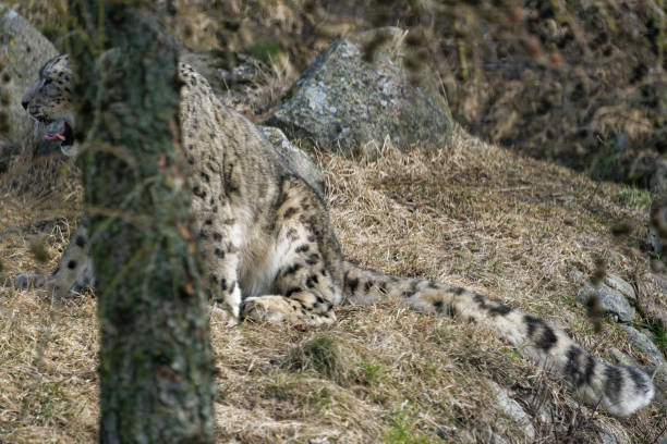istock The snow leopard (Panthera uncia), also known as the ounce 1403703350