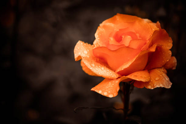 garden rose flower bud closeup with rain drops on petals