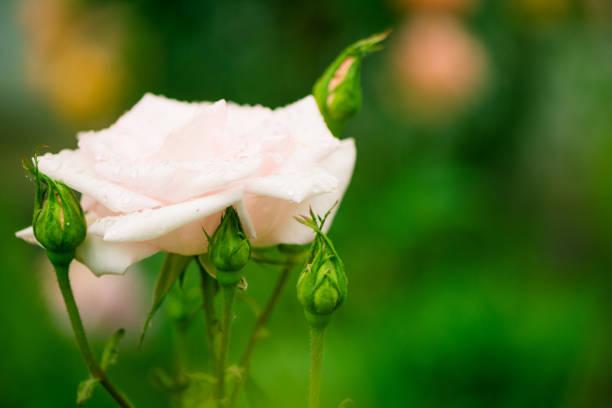 pinky garden rose flowers with rain drops at colorful background