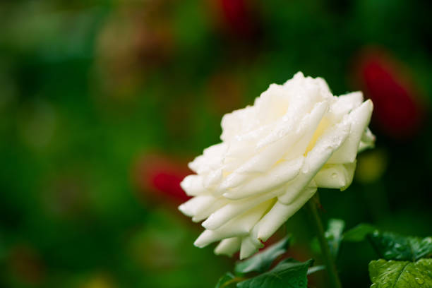 Rose is a perennial flowering plant, which can be erect shrub, climbing or trailing with stems that often have sharp prickles. Flowers vary in size and shape with colors ranging from white, yellow, purple, orange, pink to red. The blooming time is from early summer to fall.