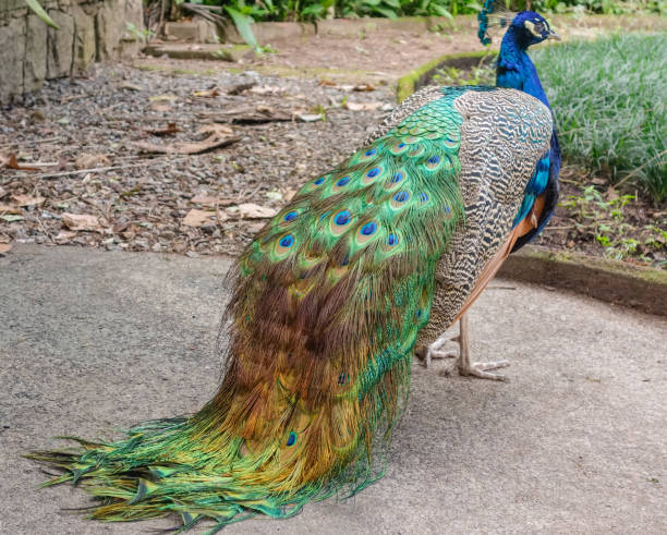 istock beautiful colorful peacock , close up view 1403704410