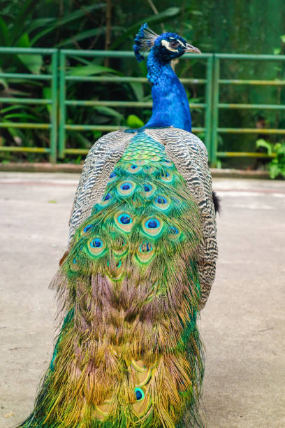 istock beautiful colorful peacock , close up view 1403704451