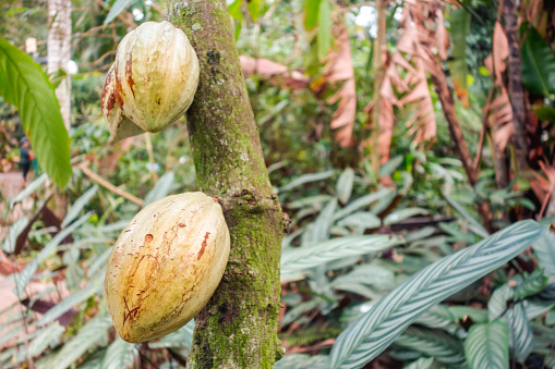 cacao tree with Cocoa fruit on the forest, chocolate ingredient.