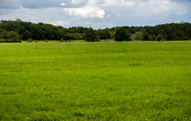 istock a wide green meadow 1403707486