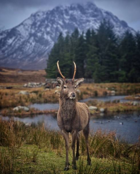 istock Stag in front of mountain in Glen Coe 1403707488