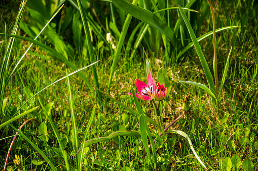 close-up of a red flowers of small tulip (tulipa humilis) bloom in a field among dandelions and grass