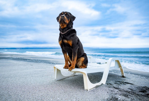 pies rottweiler odpoczywający na leżaku na plaży - tanning bed brown relaxation resting zdjęcia i obrazy z banku zdjęć