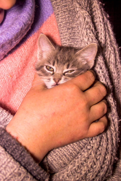 istock a small gray kitten sits in a womans bosom 1403707729