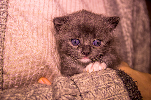 close-up of a cute one month aged grey kitten cat in human hand